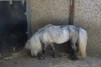 shetland stamboek hengst te koop, Dieren en Toebehoren, Pony's, Hengst, Gechipt, 3 tot 6 jaar