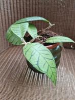 Hoya callistophylla, Huis en Inrichting, Kamerplanten, Ophalen of Verzenden