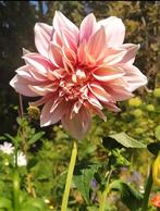 Dahlia 'Café au lait' biologisch, Volle zon, Vaste plant, Zomer, Ophalen