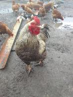 Poule à vendre, Dieren en Toebehoren, Pluimvee, Vrouwelijk, Kip