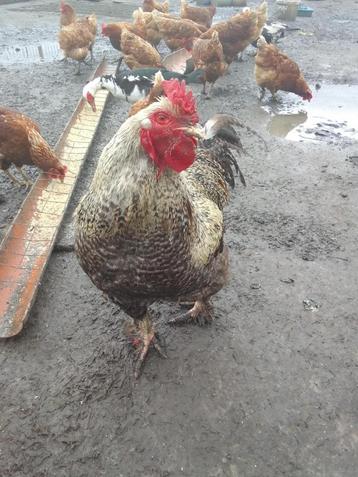 Poule à vendre 