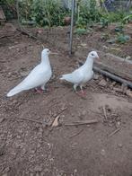 Witte sierduiven, Dieren en Toebehoren
