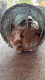 Twee lieve konijntjes zoeken een nieuw thuis, Dieren en Toebehoren, Konijnen, Vrouwelijk, Middelgroot, Hangoor, 0 tot 2 jaar