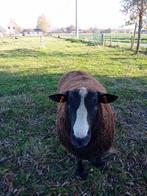 schapen, Dieren en Toebehoren, Schapen, Geiten en Varkens, Mannelijk, Schaap, 0 tot 2 jaar