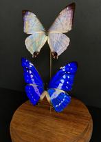 Prachtig duo met exotische vlinders van Morpho Cypris - Sulk, Verzamelen, Nieuw, Opgezet dier, Ophalen of Verzenden, Insect