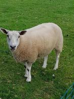 Moederschaap met 2 grote lammeren, Meerdere dieren, Schaap, 0 tot 2 jaar