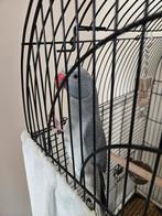 Gratis Haldsbandparkiet + kooi en toebehoren voor 150€, Dieren en Toebehoren, Vogels | Parkieten en Papegaaien, Tam