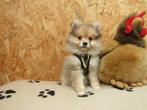 Keeshond puppy reutje, Animaux & Accessoires, Chiens | Huskys, Loulous & Types primitifs, Parvovirose, Un chien, Loulou, Belgique