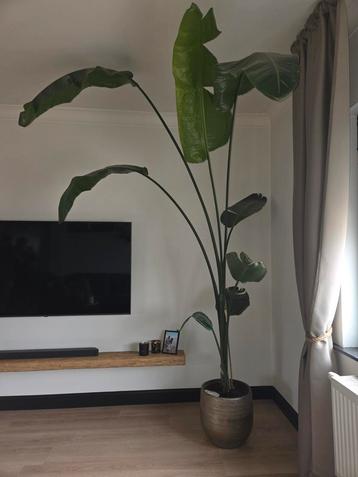 Plant incl. pot beschikbaar voor biedingen