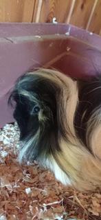 langhaar cavia (peruvian), Dieren en Toebehoren, Januari, Mannelijk, Cavia