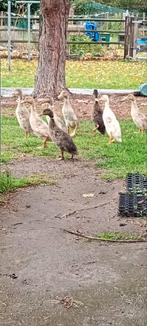 Jonge loopeenden, Dieren en Toebehoren, Pluimvee, Geslacht onbekend, Eend