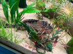 Pléco, Animaux & Accessoires