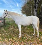 Brave merrie met ervaring, Dieren en Toebehoren, Paarden, Merrie, Minder dan 160 cm, Z, Gechipt