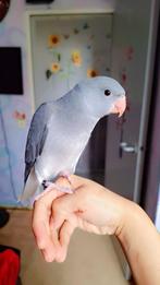 Halsband parakeet, Dieren en Toebehoren, Parkiet, Tam