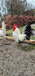 Chabo haan te koop prijs kan onderhandeld Worden., Dieren en Toebehoren