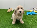 Maltipoo pups, België, 8 tot 15 weken, CDV (hondenziekte), Meerdere