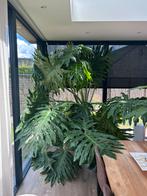 Philodendron Bipinnatifidum te koop, Tuin en Terras, Ophalen