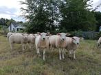 Franse texel dekrammen, Mannelijk, Schaap