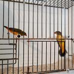 2-2 goudbuikjes te koop, Dieren en Toebehoren, Vogels | Overige Vogels, Meerdere dieren, Tropenvogel, Geringd