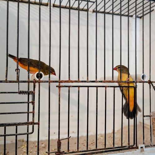 2-2 goudbuikjes te koop, Dieren en Toebehoren, Vogels | Overige Vogels, Tropenvogel, Meerdere dieren, Geringd