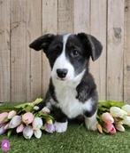 Welsh Corgi Cardigan pups - Corgi pup - Belgische corgi pups, Dieren en Toebehoren, Honden | Herdershonden en Veedrijvers, België