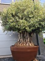 Olijfboom Olea Europaea Bonsai in Decopot - 300 jaar, Tuin en Terras, Planten | Bomen, Olijfboom, Ophalen of Verzenden