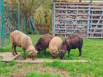 Ouessant schaapjes, Meerdere dieren, Schaap