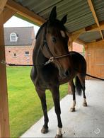 Drachtige fokmerrie te koop, Dieren en Toebehoren, Paarden, Merrie, 165 tot 170 cm, Gechipt, 7 tot 10 jaar