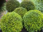Taxus en Ilex bollen, Tuin en Terras, Ophalen of Verzenden, Taxus, Struik