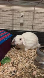 Dwergkonijnen, Dieren en Toebehoren, Konijnen, Meerdere dieren, Dwerg, 0 tot 2 jaar