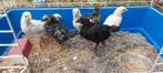 Kuikens Wyandotte en mix legkip