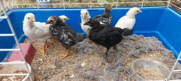 Kuikens Wyandotte en mix legkip beschikbaar voor biedingen