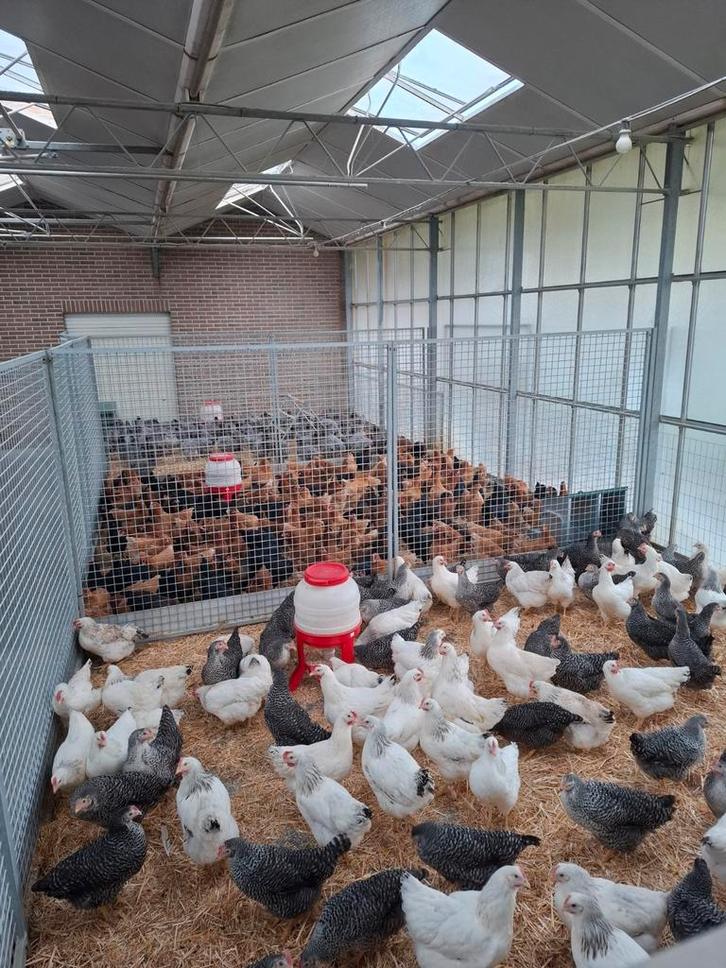 Legkippen kippen legklaar  , enorm ruime keuze legkip, Dieren en Toebehoren, Pluimvee