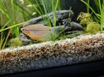 Koppels Gourami, 2 Golden, 3 Cosby, 2 Driespat + 1 Pearl, Dieren en Toebehoren, Vissen | Aquariumvissen