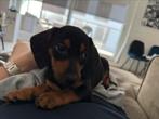 Teckel (Reu, 4maand) zwart/bruin, Dieren en Toebehoren, Standaard, Particulier, 15 weken tot 1 jaar, Reu