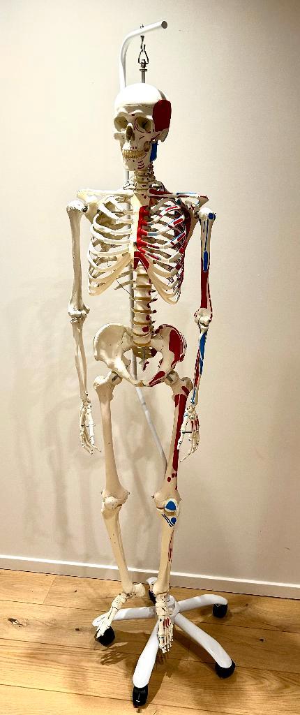 Anatomische skelet met weergave spieraanhechtingen, Divers, Fournitures scolaires, Comme neuf, Enlèvement