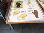 Oude  schoolkader over   dieren, Antiek en Kunst, Antiek | Schoolplaten, Ophalen of Verzenden