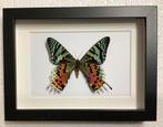 Exotische, kleurrijke vlinder in lijst, Verzamelen, Ophalen of Verzenden, Nieuw, Insect, Opgezet dier