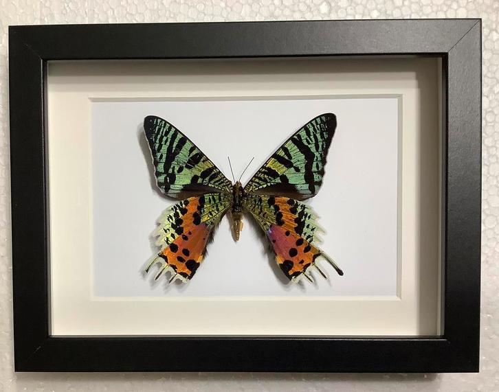 Exotische, kleurrijke vlinder in lijst, Verzamelen, Dierenverzamelingen, Nieuw, Opgezet dier, Insect, Ophalen of Verzenden