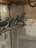 Pigeons des bois, Animaux & Accessoires, Oiseaux | Pigeons, Plusieurs animaux, Autres espèces