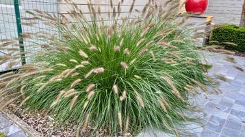 siergras Lampenpoetsersgras Pennisetum alopecuroides 'Hameln disponible aux enchères