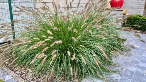 siergras Lampenpoetsersgras Pennisetum alopecuroides 'Hameln, Jardin & Terrasse, Plantes | Jardin, Plante fixe, Graminées ornementales