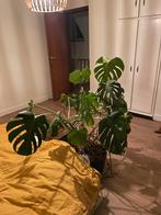 Monstera, Enlèvement