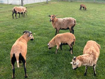 Kameroen schaap rammetje, Mouton