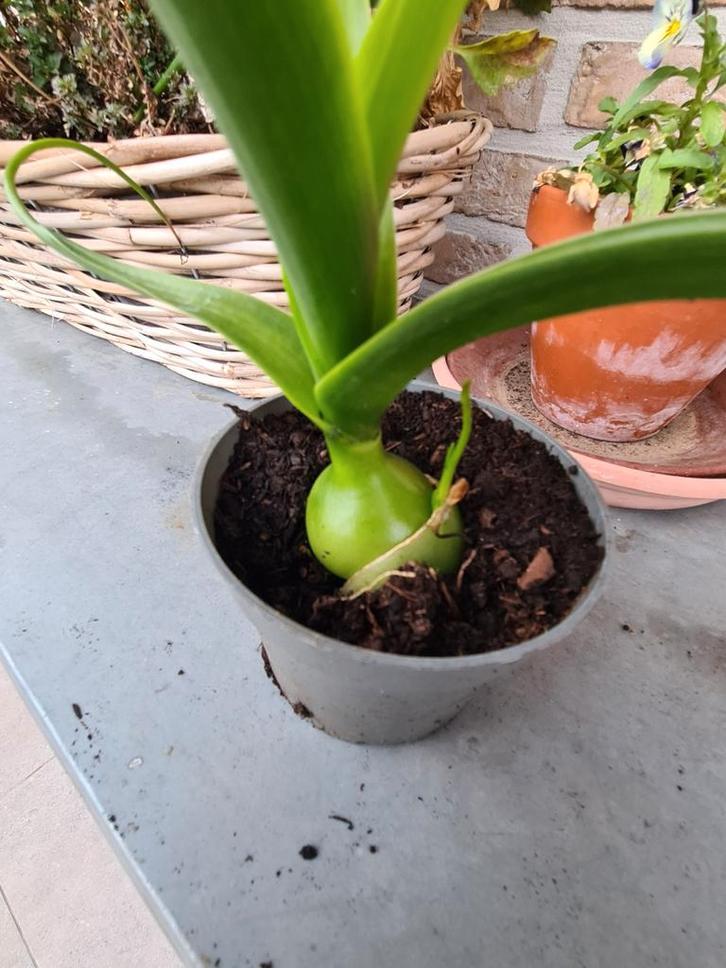 Zwangere ui, Tuin en Terras, Planten | Fruitbomen, Zomer, Ophalen