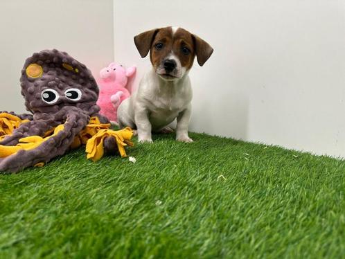 Jack Russel Terriër pups, Dieren en Toebehoren, Honden | Jack Russells en Terriërs, Reu, Jack Russell Terriër, Fokker | Professioneel