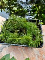 Fijne zuurstofplanten voor vijver, Tuin en Terras, Ophalen