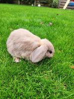 Nhd dwergkonijntjes, Dieren en Toebehoren, Hangoor