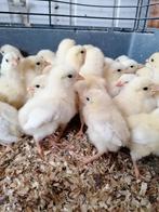 kuikens traditionele leghennen 10 rassen uitkomst 24 juni, Dieren en Toebehoren, Pluimvee, Vrouwelijk, Kip