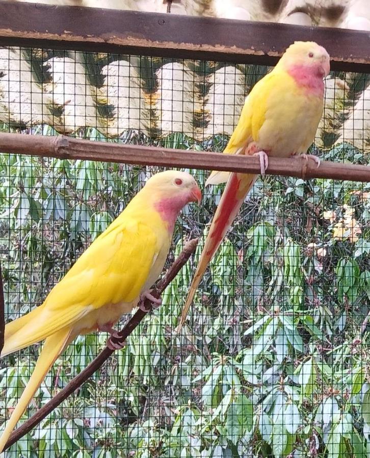 PRINSES OF WALES PARKIET, Dieren en Toebehoren, Vogels | Parkieten en Papegaaien, Parkiet, Tam, Geringd